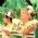 Mocidade Alegre
