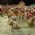 Escola de Samba Est�cio de S�