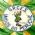 Escola de Samba Unidos do Peruche