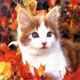 negas