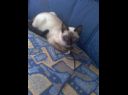 a gata que fez do meu utro gato corno